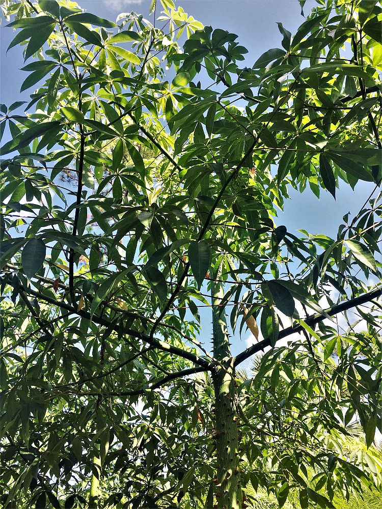 ceiba-speciosa-floss-silk-tree