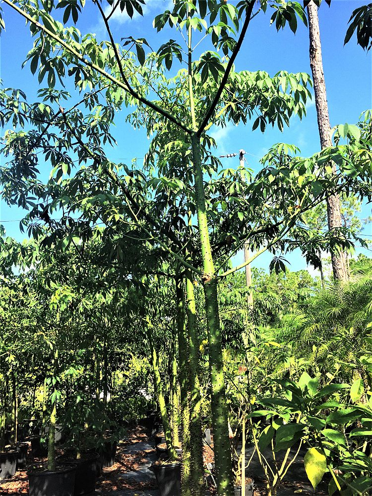 ceiba-speciosa-floss-silk-tree