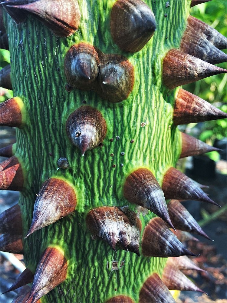 ceiba-speciosa-floss-silk-tree