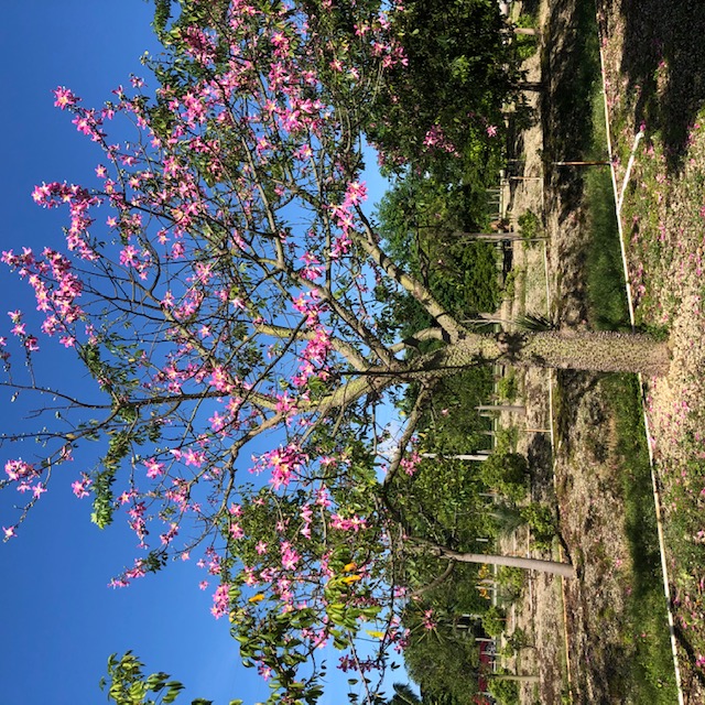ceiba-speciosa-floss-silk-tree