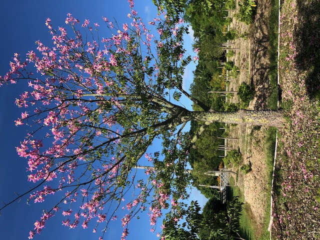 ceiba-speciosa-floss-silk-tree