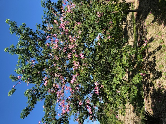 ceiba-speciosa-floss-silk-tree