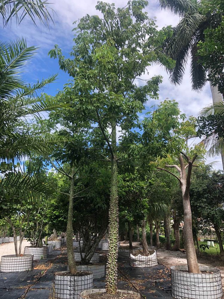 ceiba-speciosa-floss-silk-tree