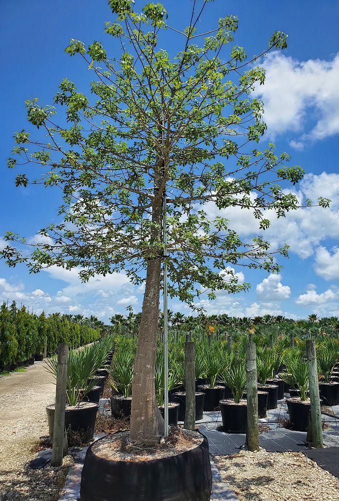 ceiba-speciosa-floss-silk-tree