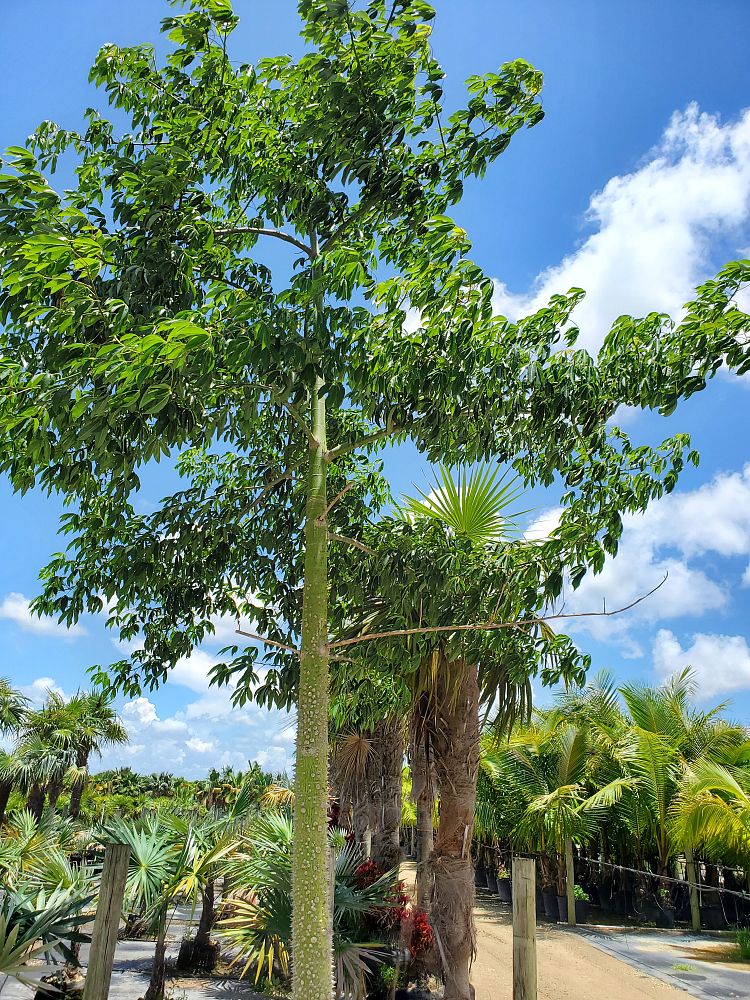 ceiba-speciosa-floss-silk-tree