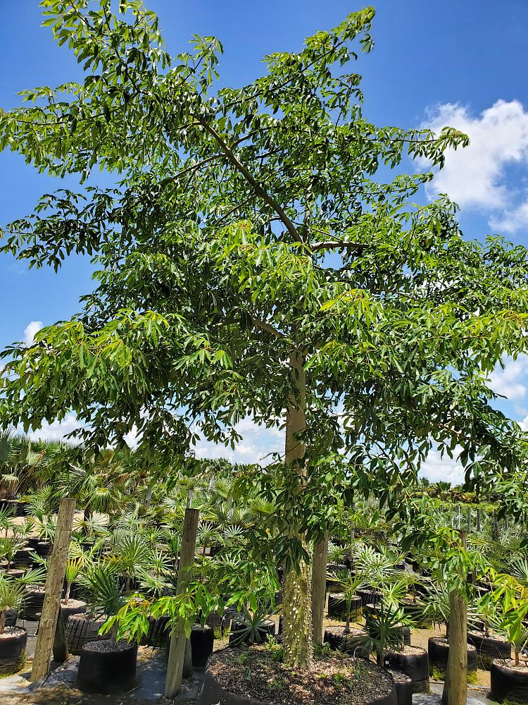 ceiba-speciosa-floss-silk-tree