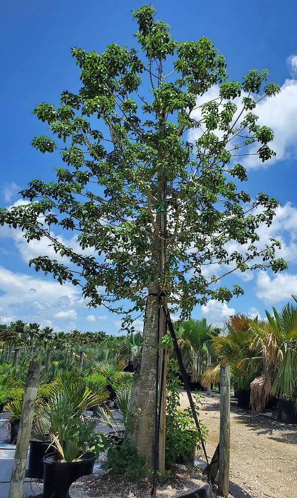 ceiba-speciosa-floss-silk-tree