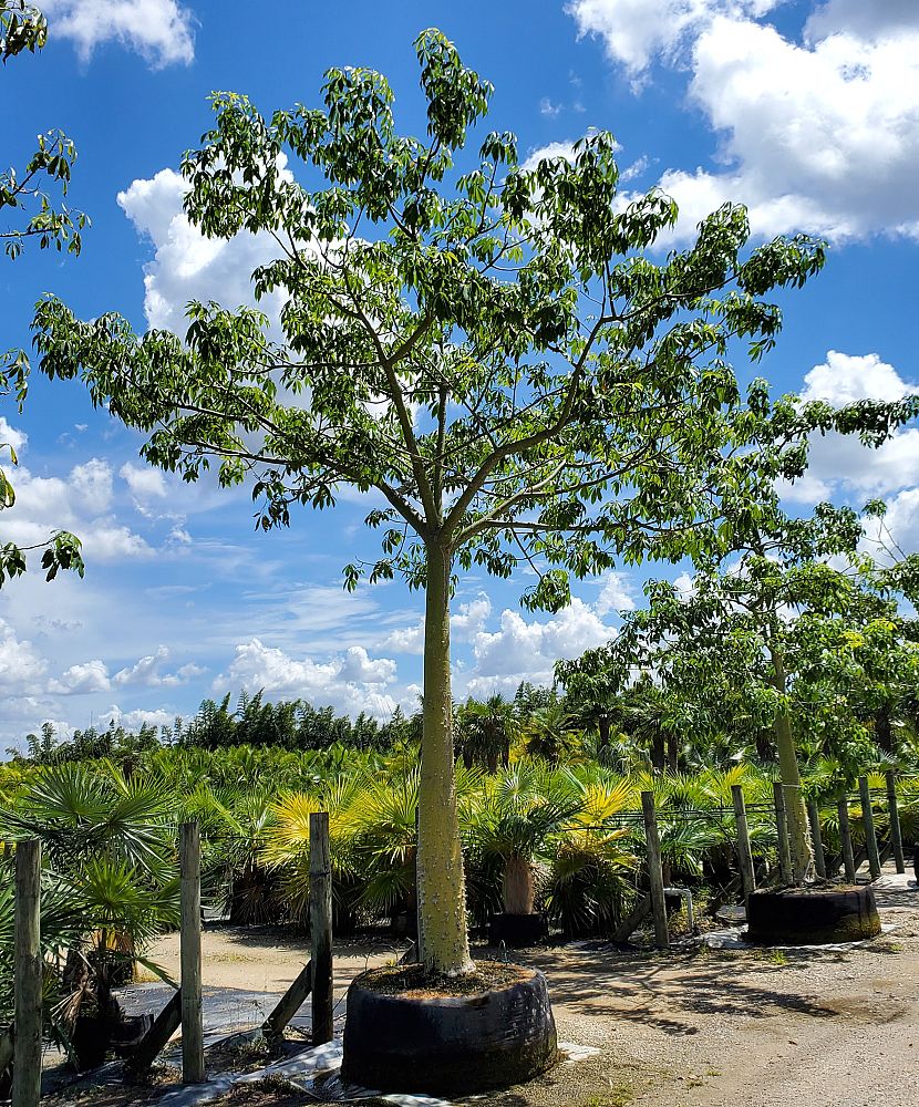 ceiba-speciosa-floss-silk-tree