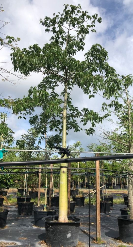 ceiba-speciosa-floss-silk-tree