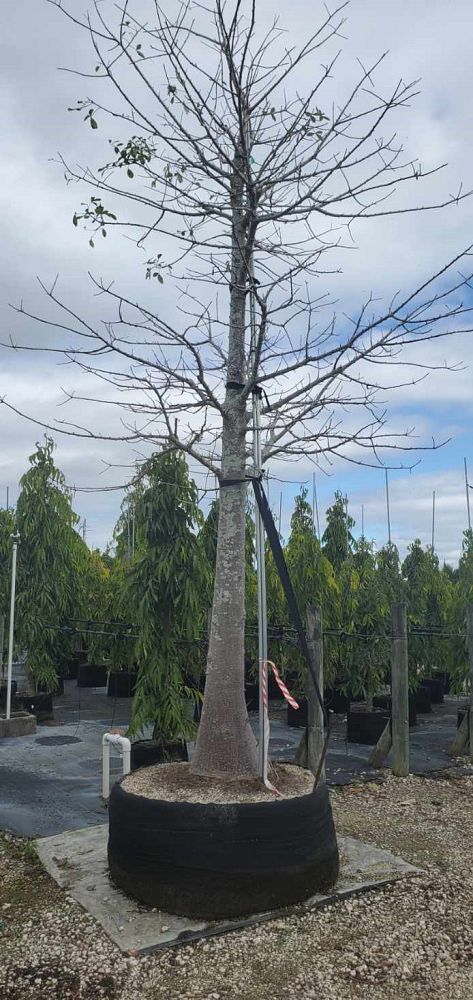 ceiba-speciosa-floss-silk-tree