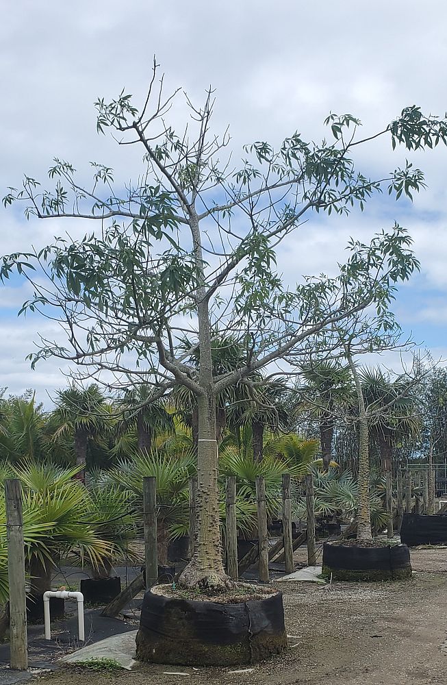 ceiba-speciosa-floss-silk-tree