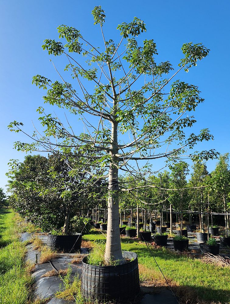 ceiba-speciosa-floss-silk-tree