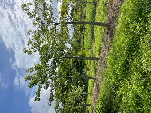ceiba-speciosa-floss-silk-tree