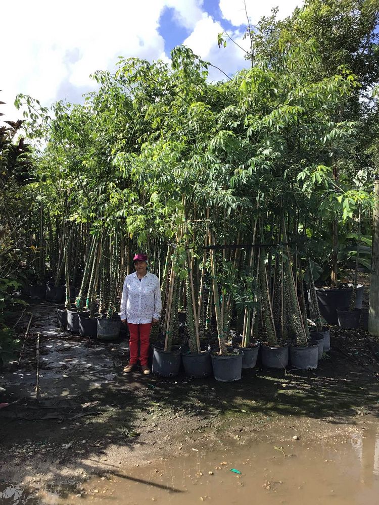 ceiba-speciosa-floss-silk-tree