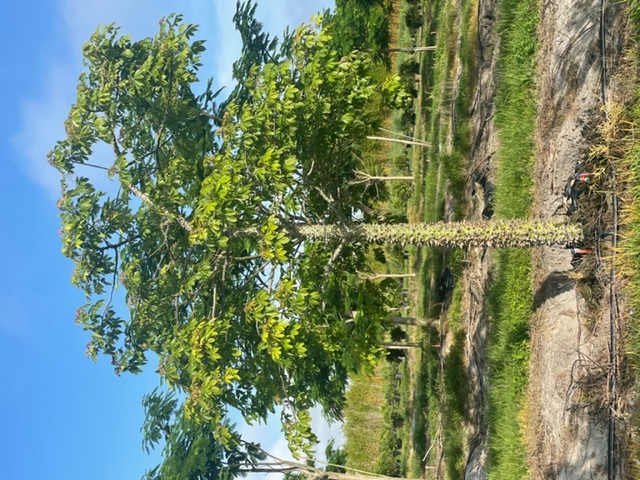ceiba-speciosa-floss-silk-tree