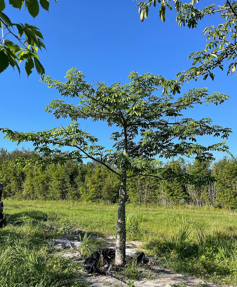 ceiba-speciosa-floss-silk-tree