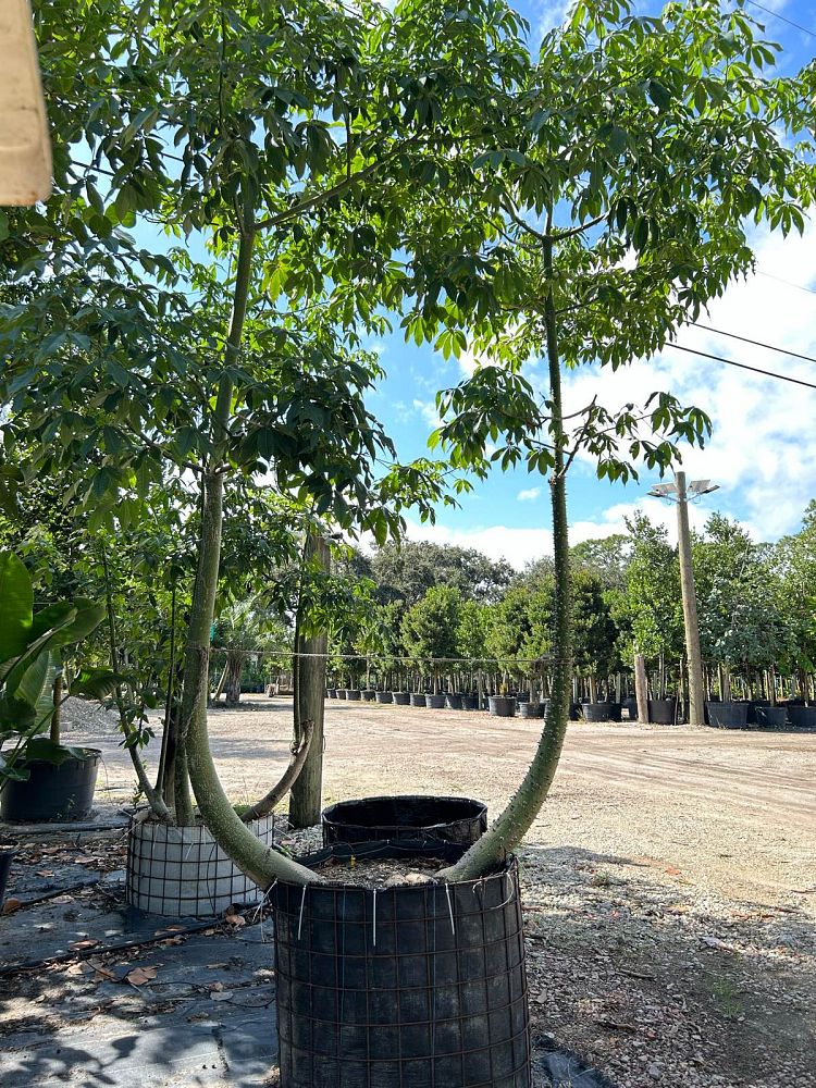 ceiba-speciosa-floss-silk-tree