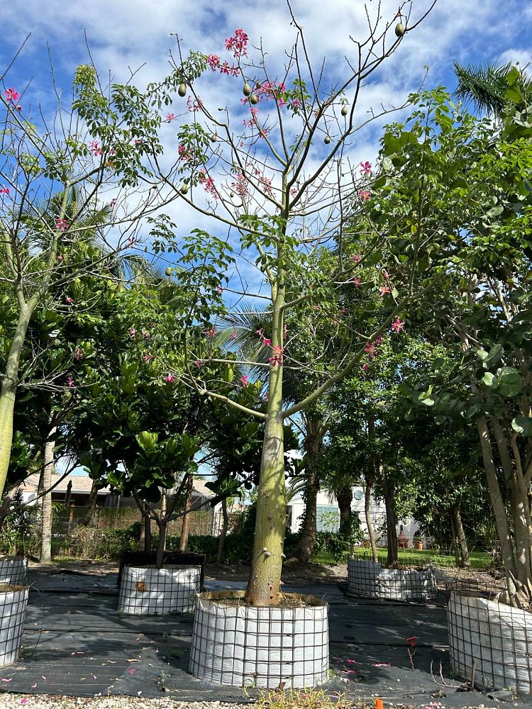 ceiba-speciosa-floss-silk-tree