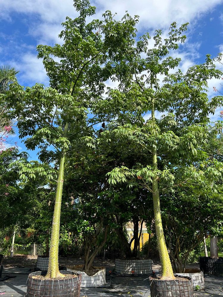 ceiba-speciosa-floss-silk-tree
