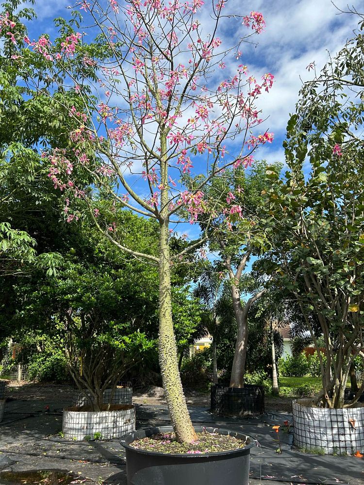 ceiba-speciosa-floss-silk-tree