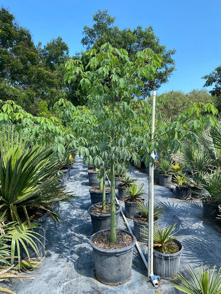 ceiba-speciosa-floss-silk-tree