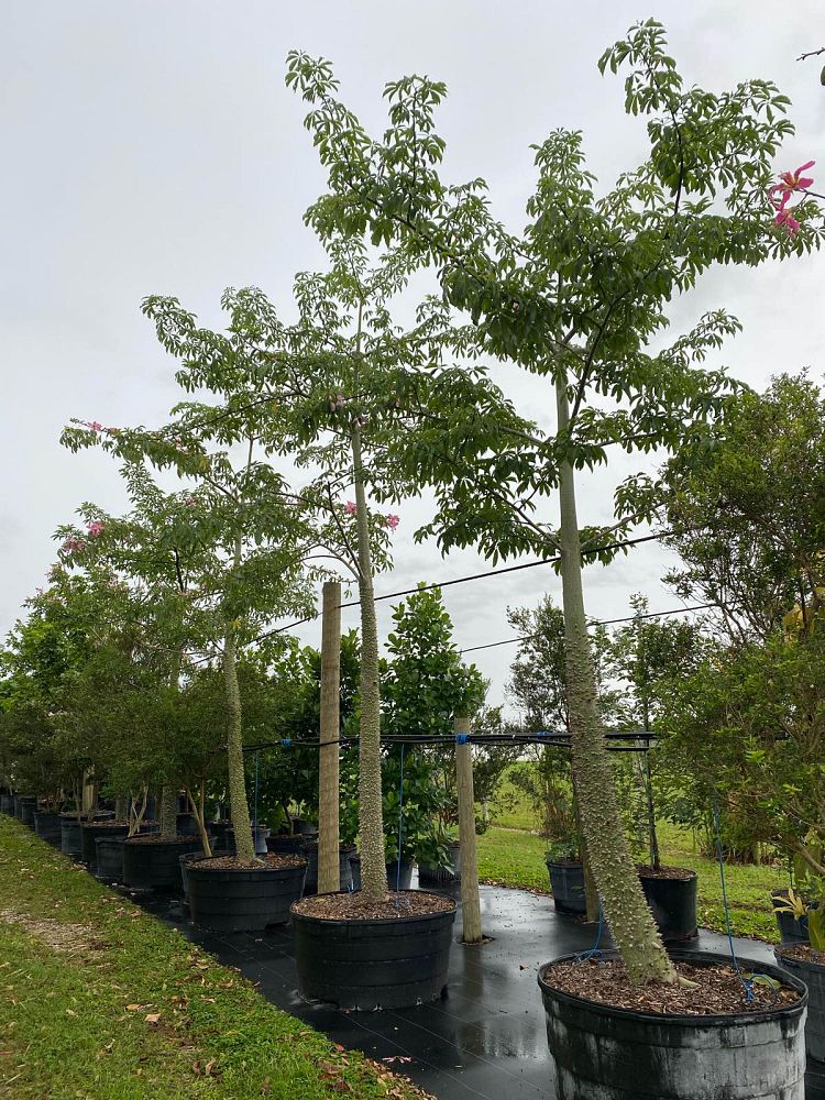 ceiba-speciosa-floss-silk-tree