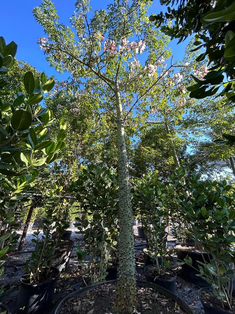 ceiba-speciosa-floss-silk-tree