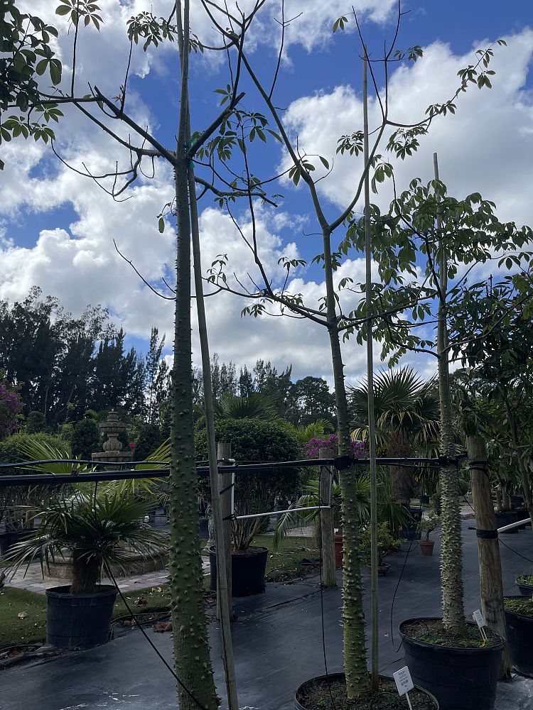 ceiba-speciosa-floss-silk-tree