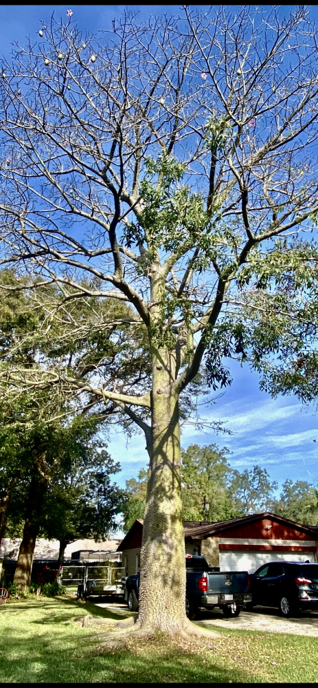 ceiba-speciosa-floss-silk-tree