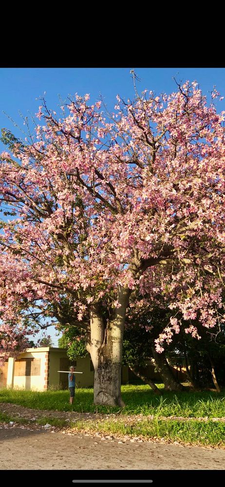 ceiba-speciosa-floss-silk-tree