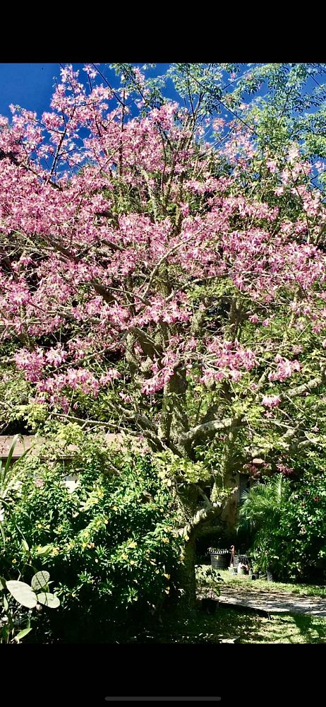 ceiba-speciosa-floss-silk-tree