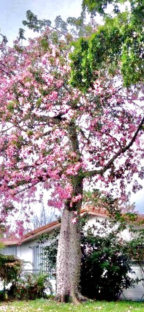 ceiba-speciosa-floss-silk-tree