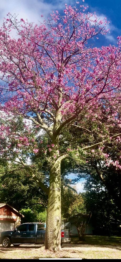ceiba-speciosa-floss-silk-tree