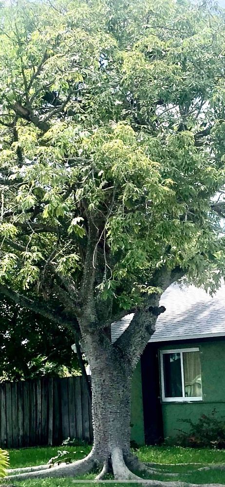ceiba-speciosa-floss-silk-tree