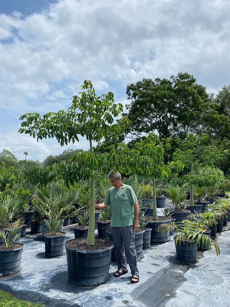 ceiba-speciosa-floss-silk-tree