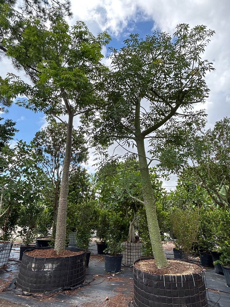 ceiba-speciosa-floss-silk-tree