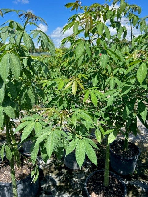 ceiba-speciosa-floss-silk-tree