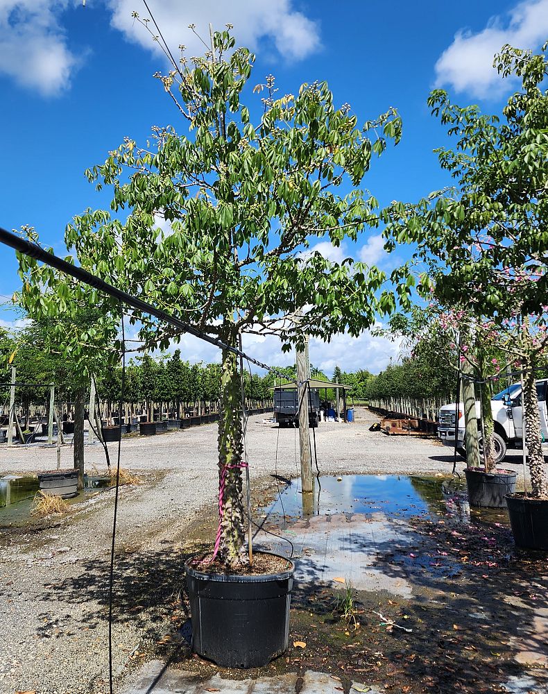 ceiba-speciosa-floss-silk-tree