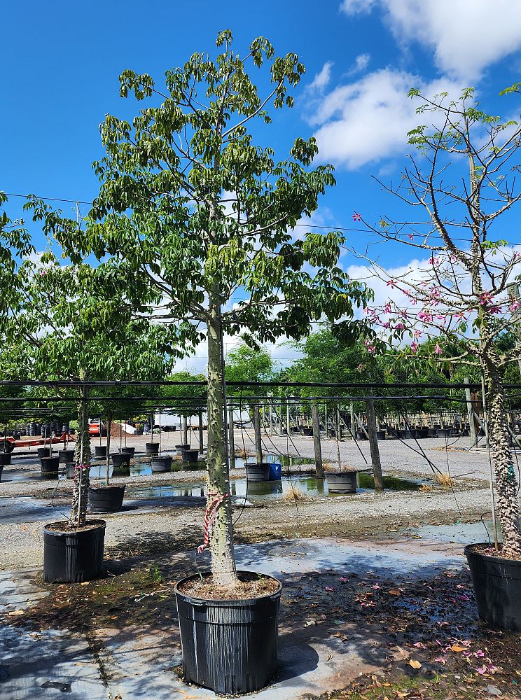 ceiba-speciosa-floss-silk-tree