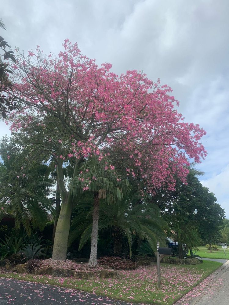 ceiba-speciosa-floss-silk-tree