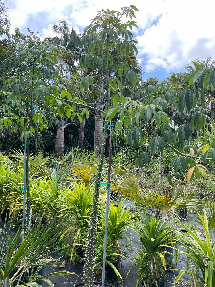 ceiba-speciosa-floss-silk-tree