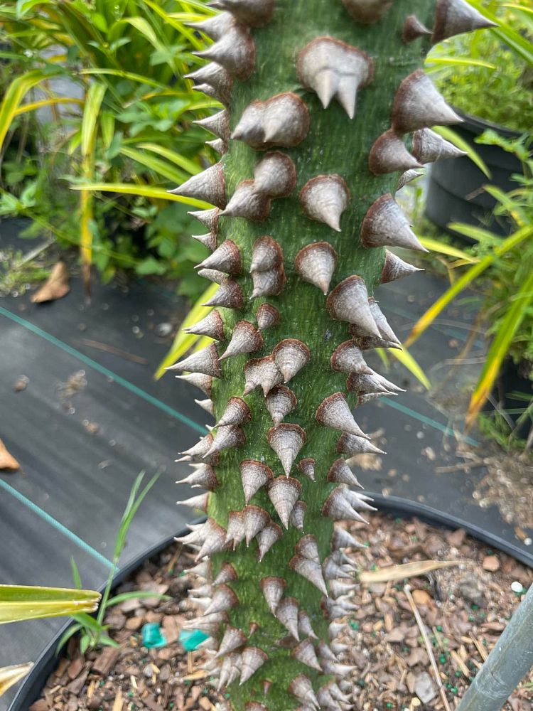 ceiba-speciosa-floss-silk-tree