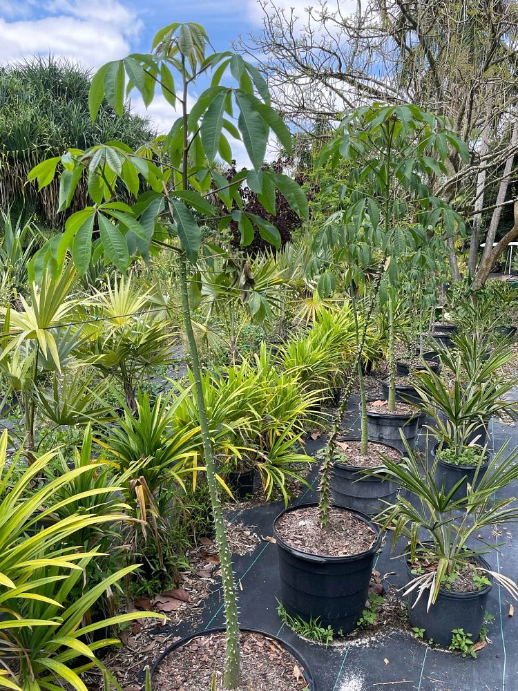 ceiba-speciosa-floss-silk-tree