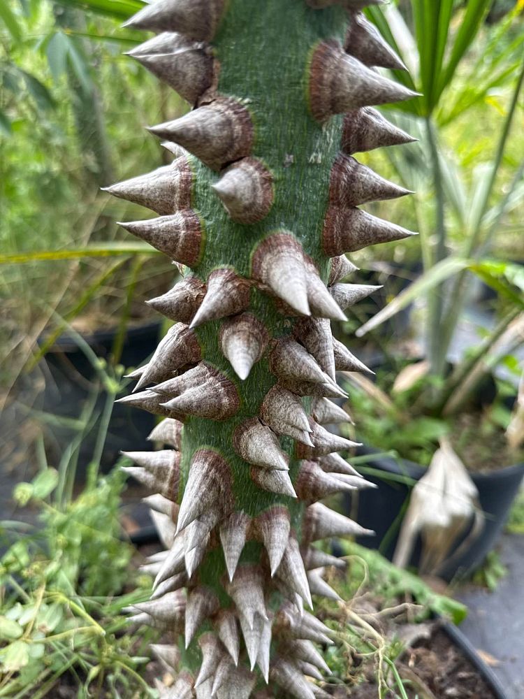 ceiba-speciosa-floss-silk-tree