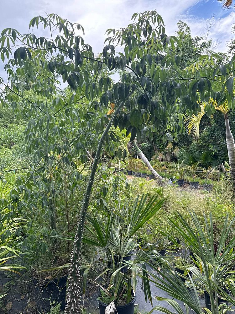 ceiba-speciosa-floss-silk-tree