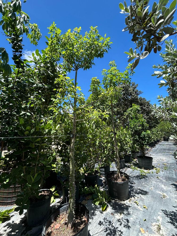 ceiba-speciosa-floss-silk-tree