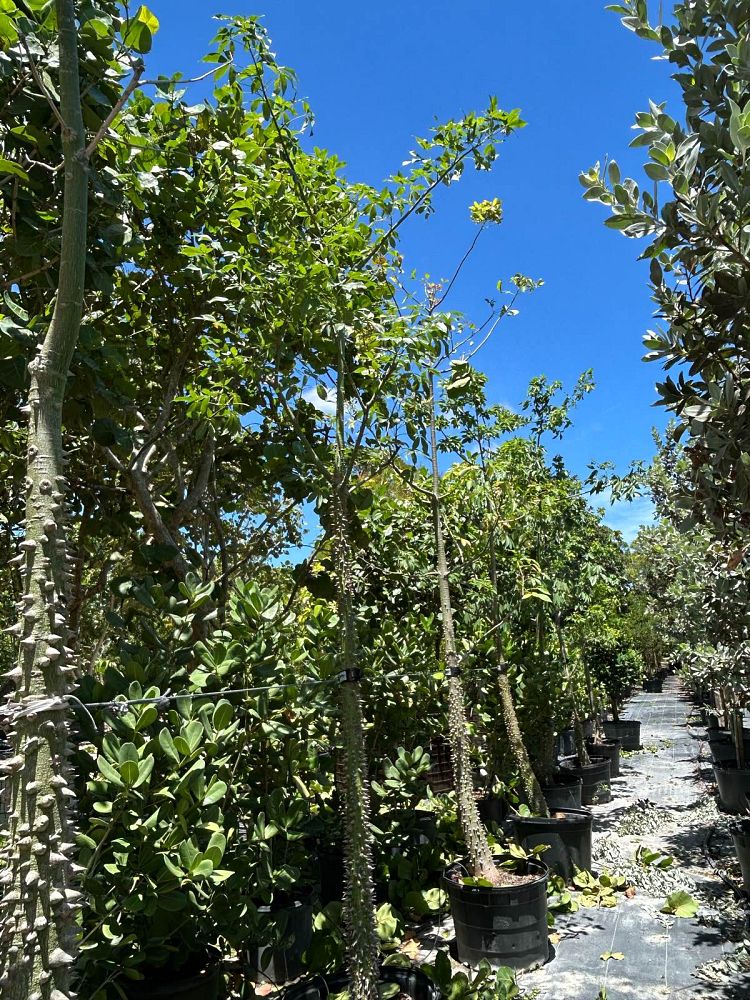 ceiba-speciosa-floss-silk-tree