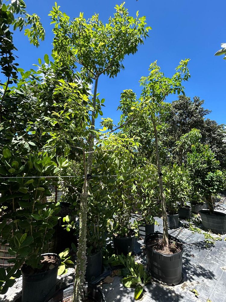 ceiba-speciosa-floss-silk-tree