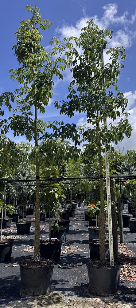 ceiba-speciosa-floss-silk-tree