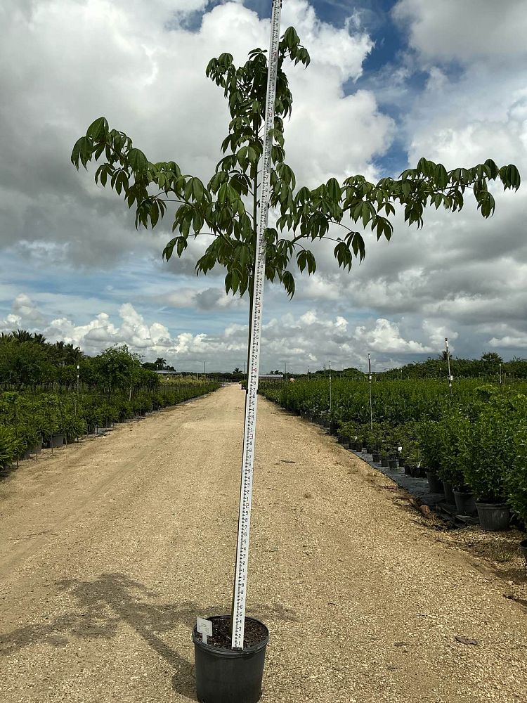 ceiba-speciosa-floss-silk-tree